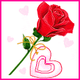 la rose  de  l'amour