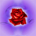 bonne saint  valentin