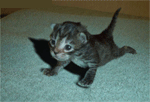 UN  PTIT  CHAT  MILITAIRE  QUI  FAIT  DES  POMPES